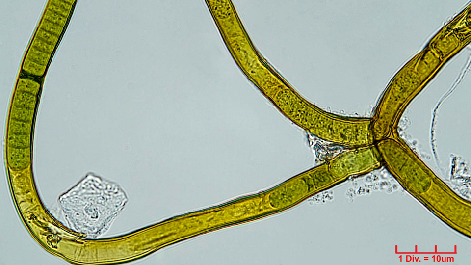 ./Cyanobacteria/Nostocales/Scytonemataceae/Scytonema/hofmannii/394.png