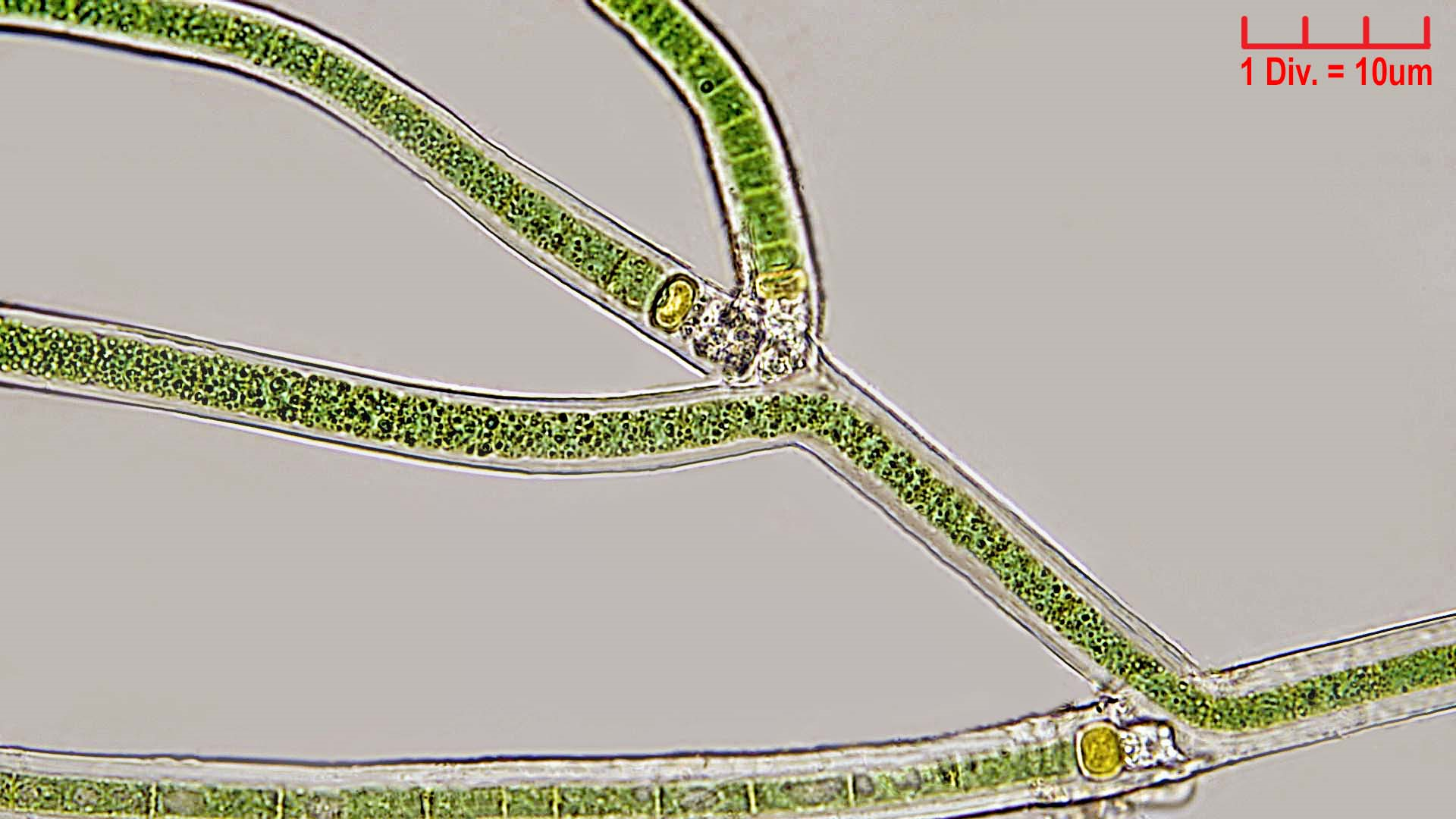 ./Cyanobacteria/Nostocales/Scytonemataceae/Scytonema/mirabile/362.png