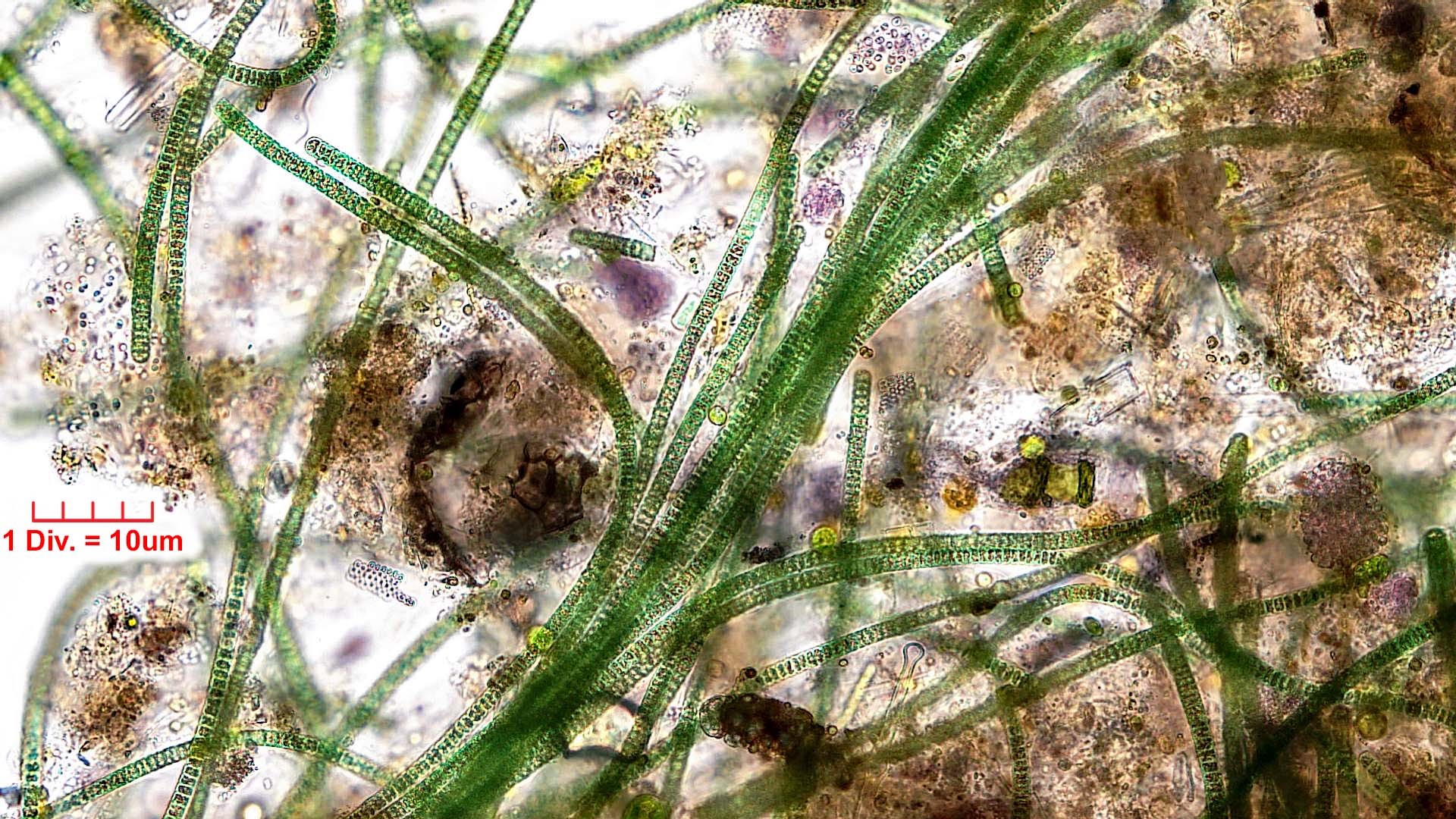 ./Cyanobacteria/Oscillatoriales/Oscillatoriaceae/Oscillatoria