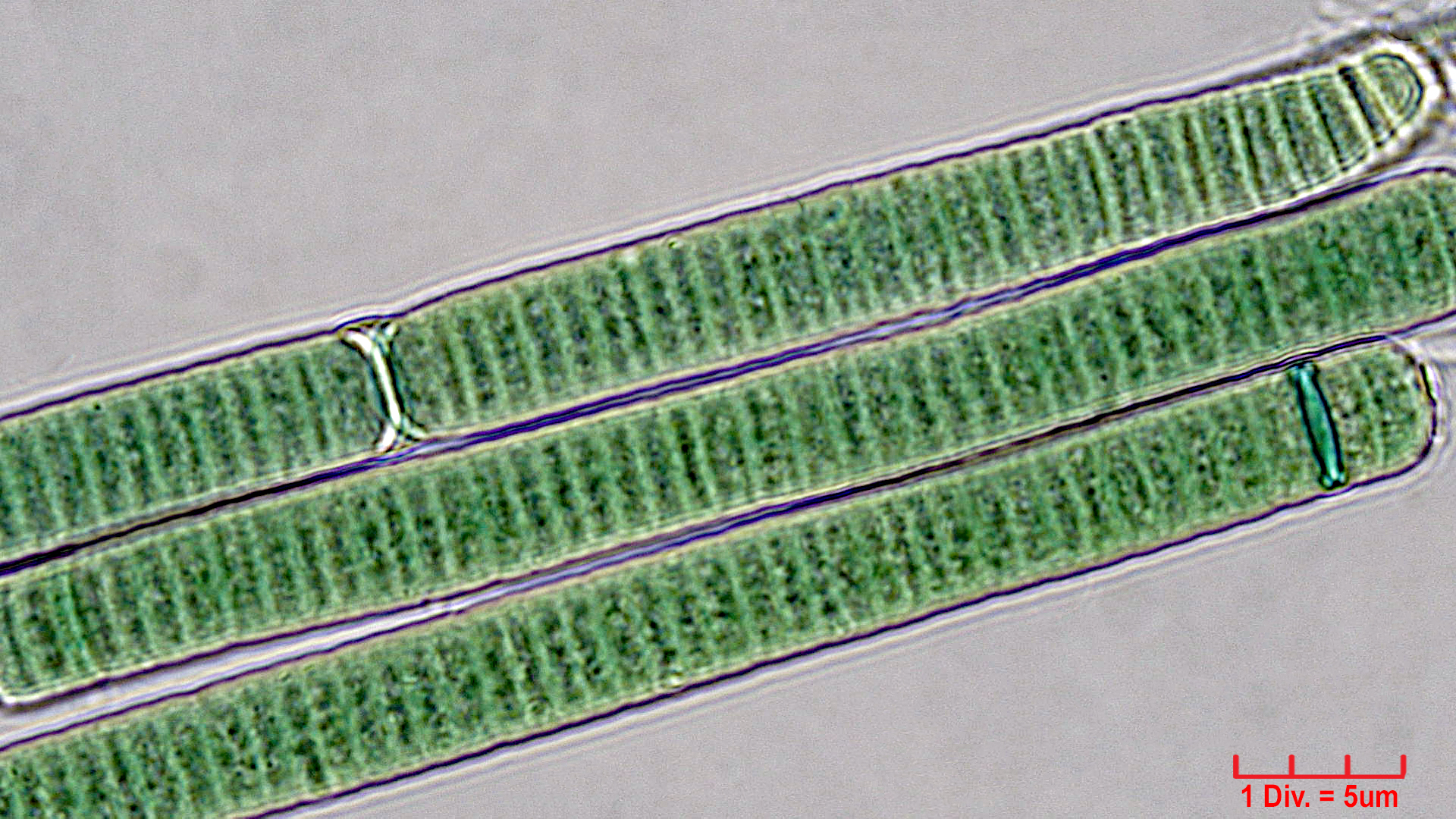 ./Cyanobacteria/Oscillatoriales/Oscillatoriaceae/Oscillatoria/curviceps