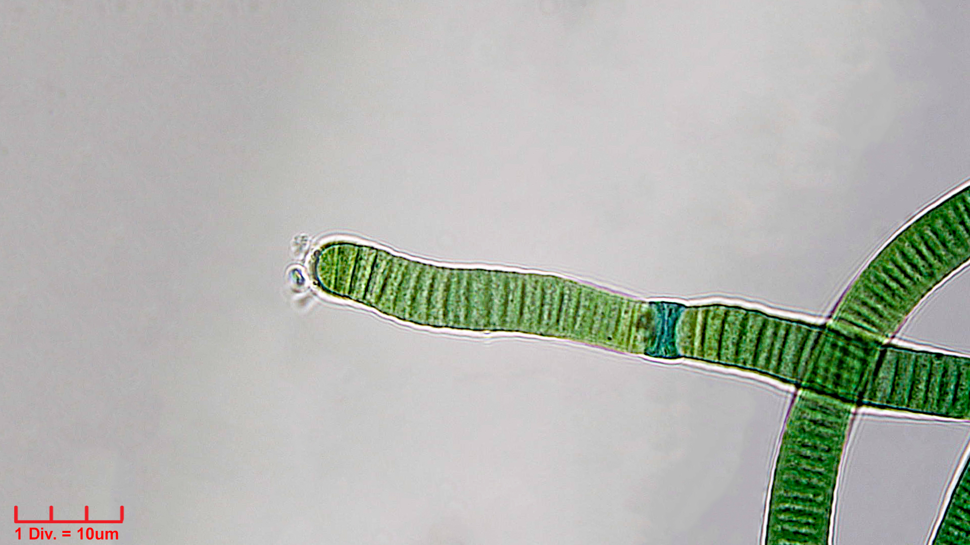 Cyanobacteria/Oscillatoriales/Oscillatoriaceae/Oscillatoria/curviceps