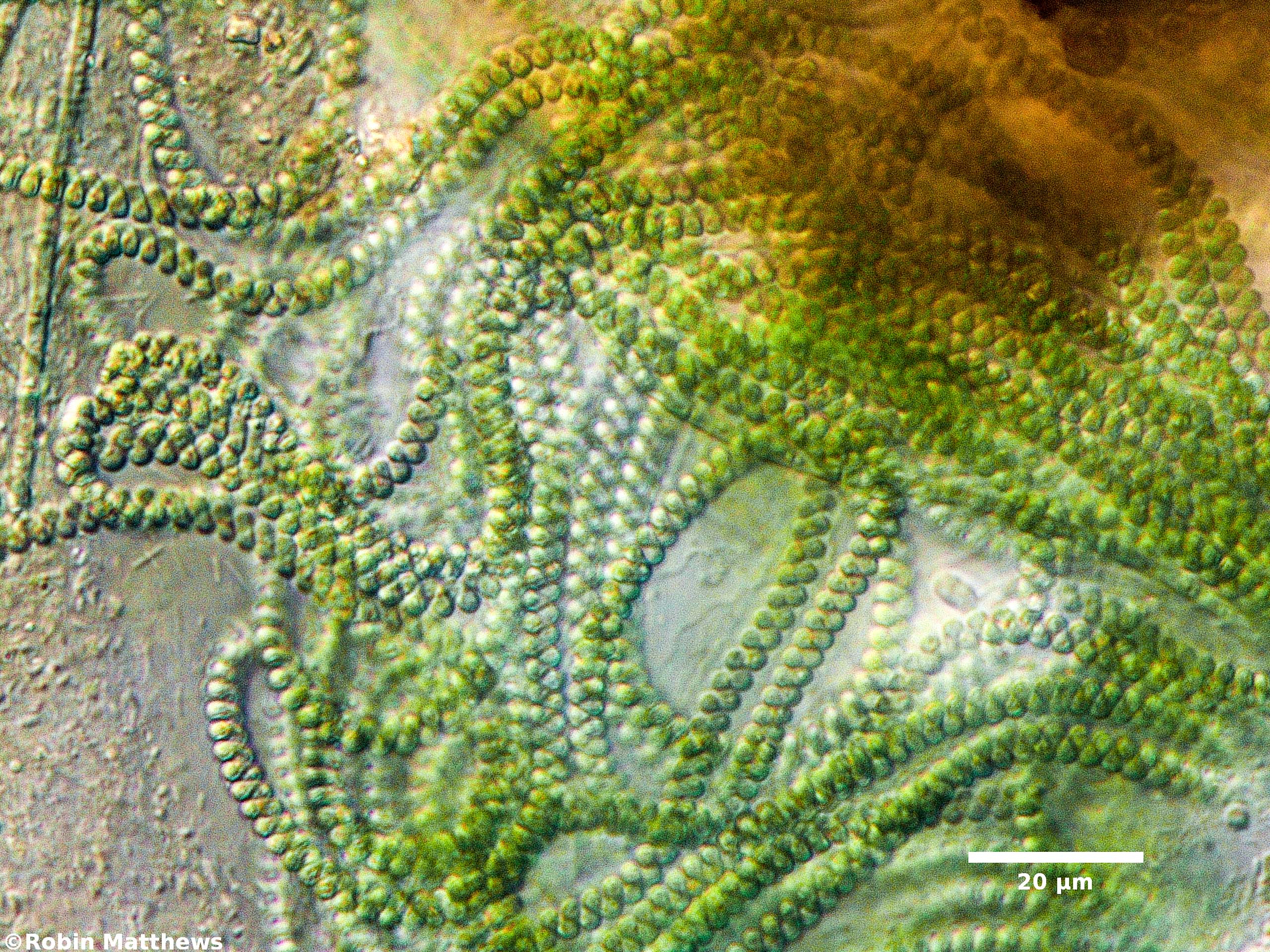 Cyanobacteria/Spirulinales/Spirulinaceae/Spirulina/major/149.jpg
